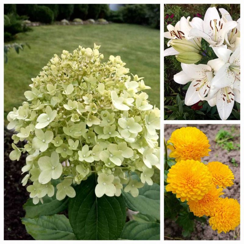 Осенние заботы в цветниках: как обновить дачу и сохранить красоту