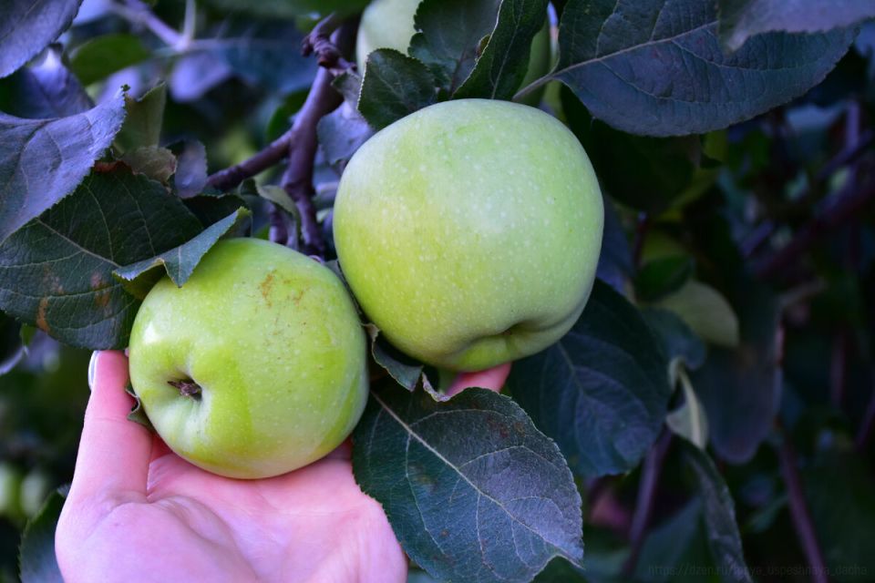 Как правильно посадить яблоневые саженцы: советы от опытного садовода