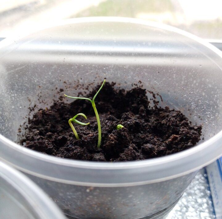 Эффективные методы сохранения влаги в грунте для рассады