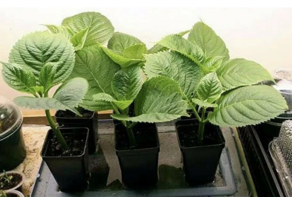 Пересадка цветущей крупнолистной гортензии: советы по уходу