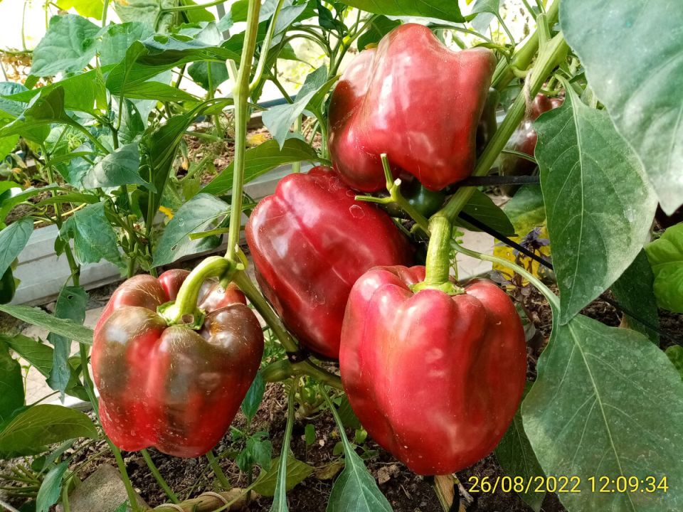 Как вырастить крепкую рассаду перца: секреты успеха