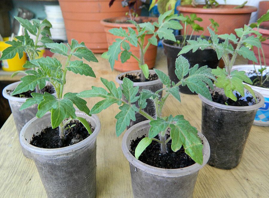 Выращивание рассады пасленовых: простые шаги к успеху