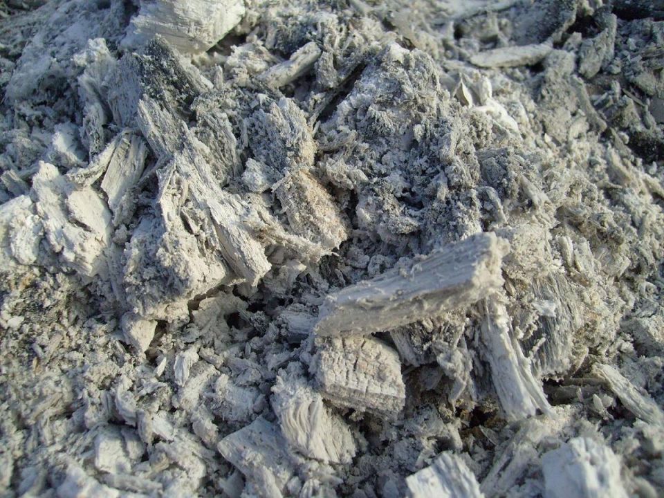 Растения, которым не нужна зола: как не ошибиться в удобрении