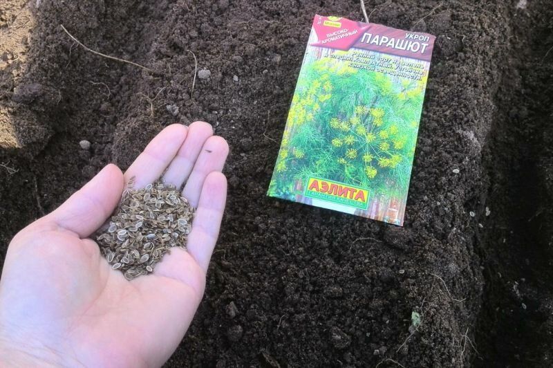 Как подзимний посев укропа поможет получить свежую зелень уже в апреле