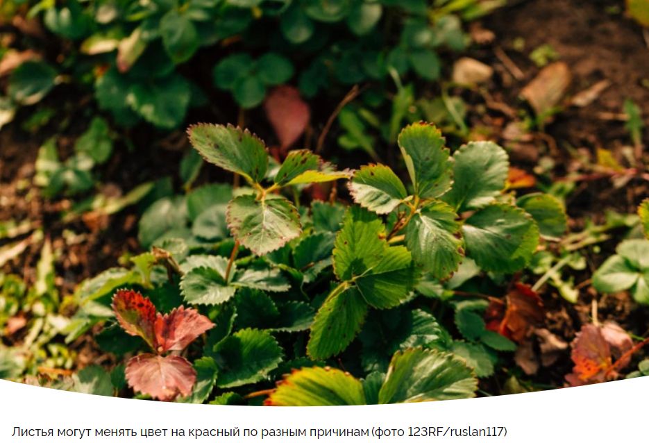 Покраснение листьев клубники: важные факторы и способы восстановления здоровья растений