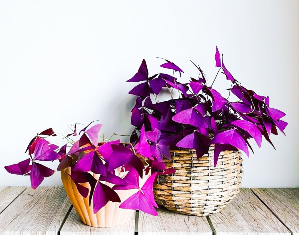 7 растений, которые лучше не заводить: опасения и реальные причины