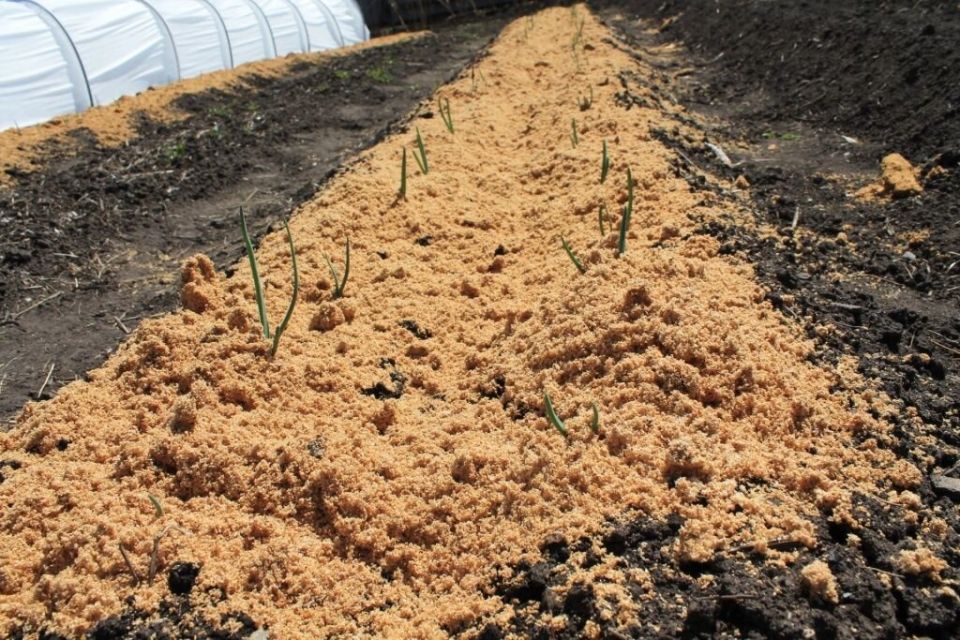 Эффективное использование опилок в огороде: секреты садоводов