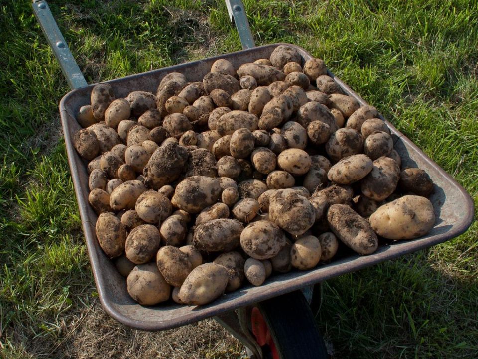 Выращивание картофеля: секреты агрономов