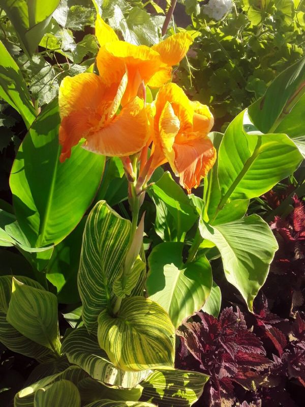 Как сохранить цветочные клубни без погреба: советы по уходу