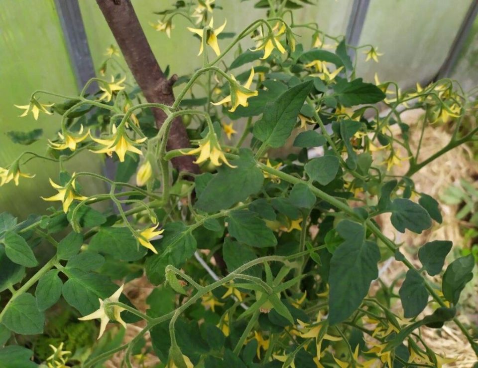 Как исправить ситуацию, когда цветут томаты, но не завязываются плоды