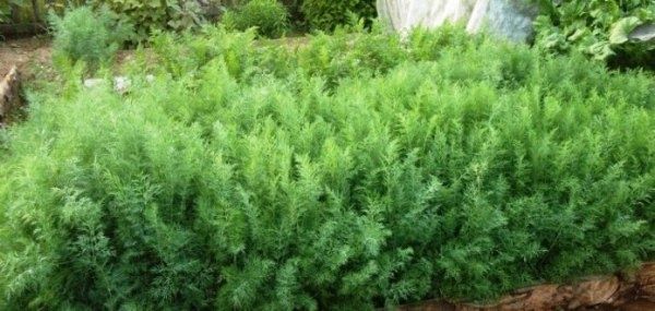 Посадка укропа весной: руководство к действию