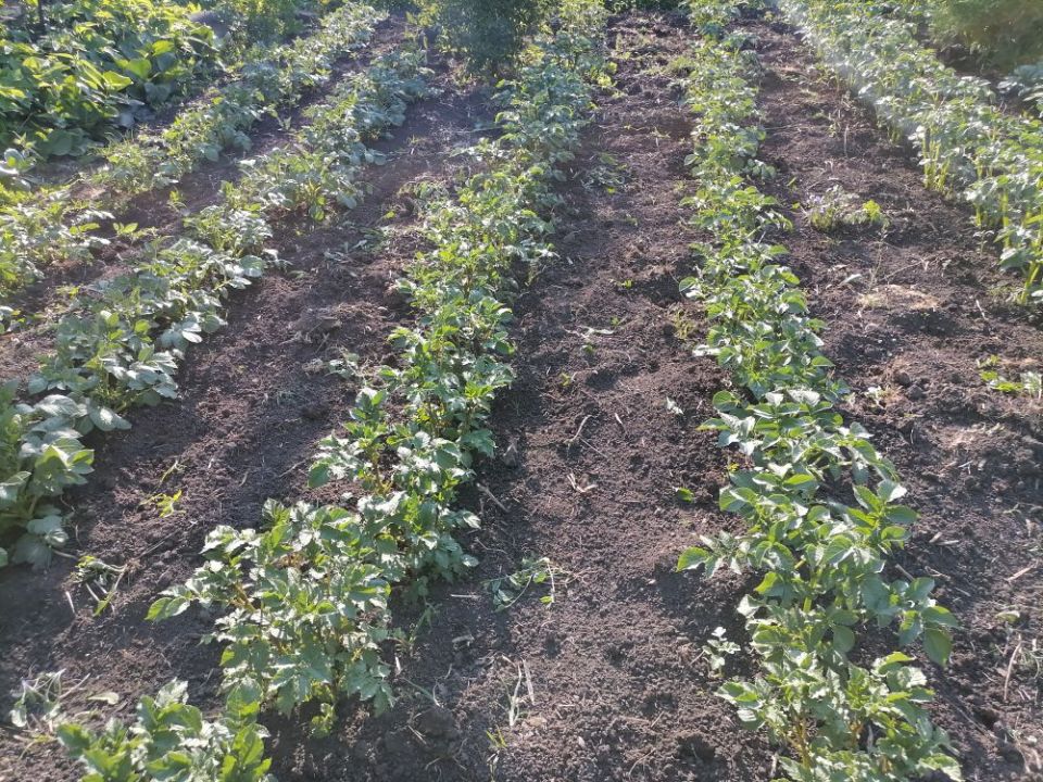 Как рыхление почвы помогает в садоводстве: 6 ключевых преимуществ