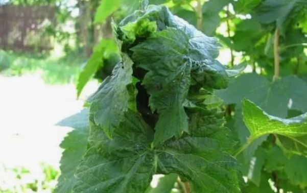 ����������� ������ ������ � ��� �� ���������: ��� ��������� ������ ��� �����