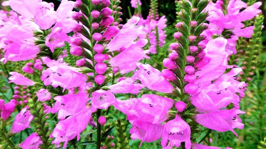 ��� ������� ����� � �������� ����: ������ ����� ��� ������� �����