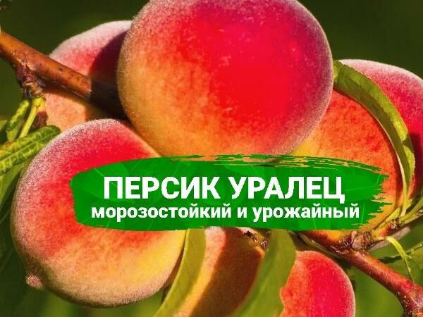 Персик Уралец: удивительное достижение селекции для северных широт