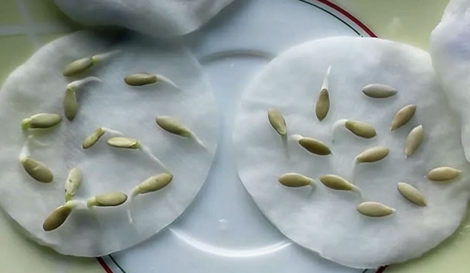 ������� ���������� �����: ��� ����� ����� ��������