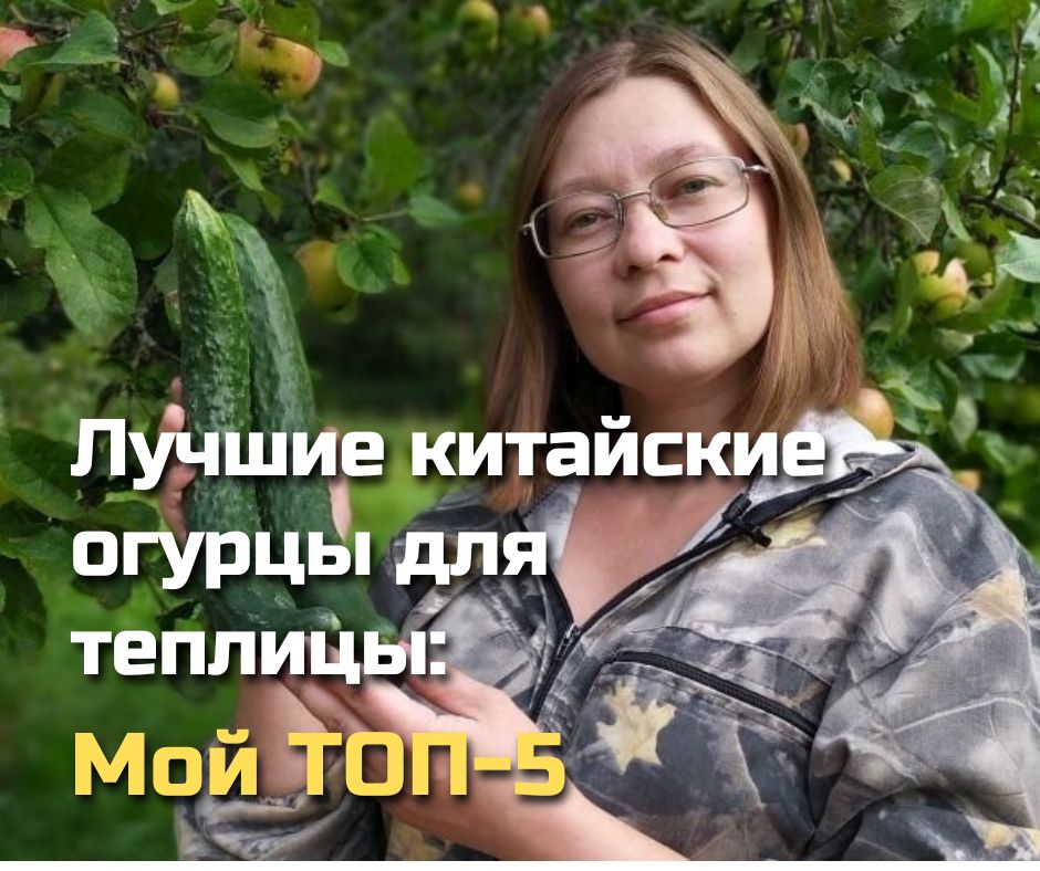 Чудеса китайских огурцов: 5 гибридов для раннего сбора урожая