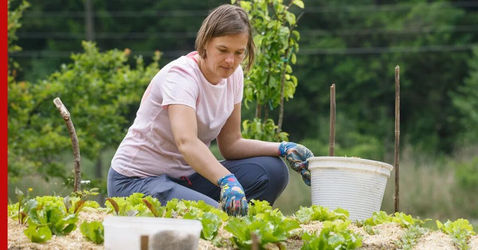 ����� ������� ��� ��������: ��� ���������� � �������� 2025 ����