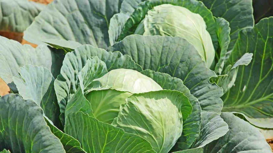 Секреты фермеров: как получить обильный урожай капусты без химии