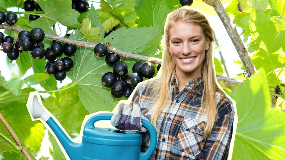 ������ ��������� ����� ������� �������: ������� ����� ����� �������� ��� ���