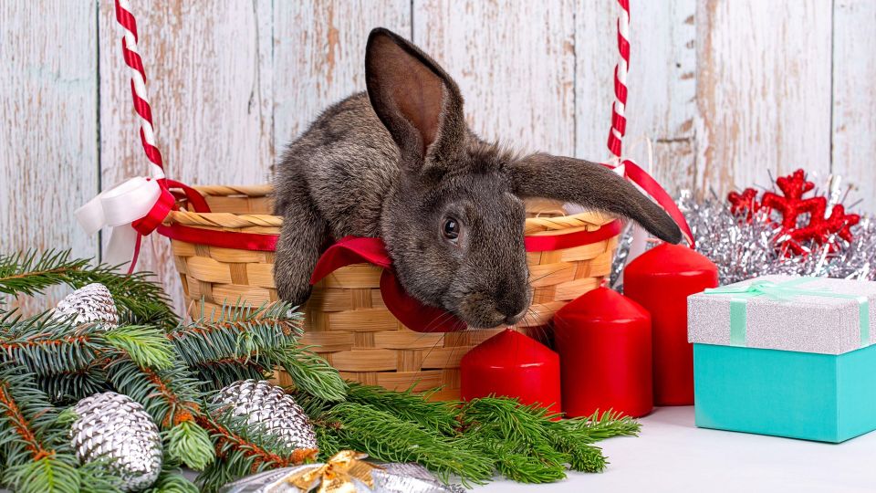 ������ � �����������: ���������� ������� ����� � ���������� ����-����