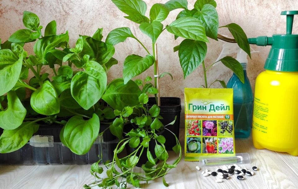 Янтарная кислота: натуральный помощник для вашего сада