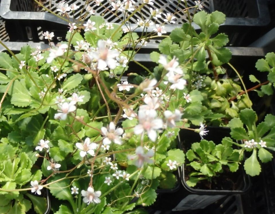 ����������: ������������ �������� ��� ������ ����