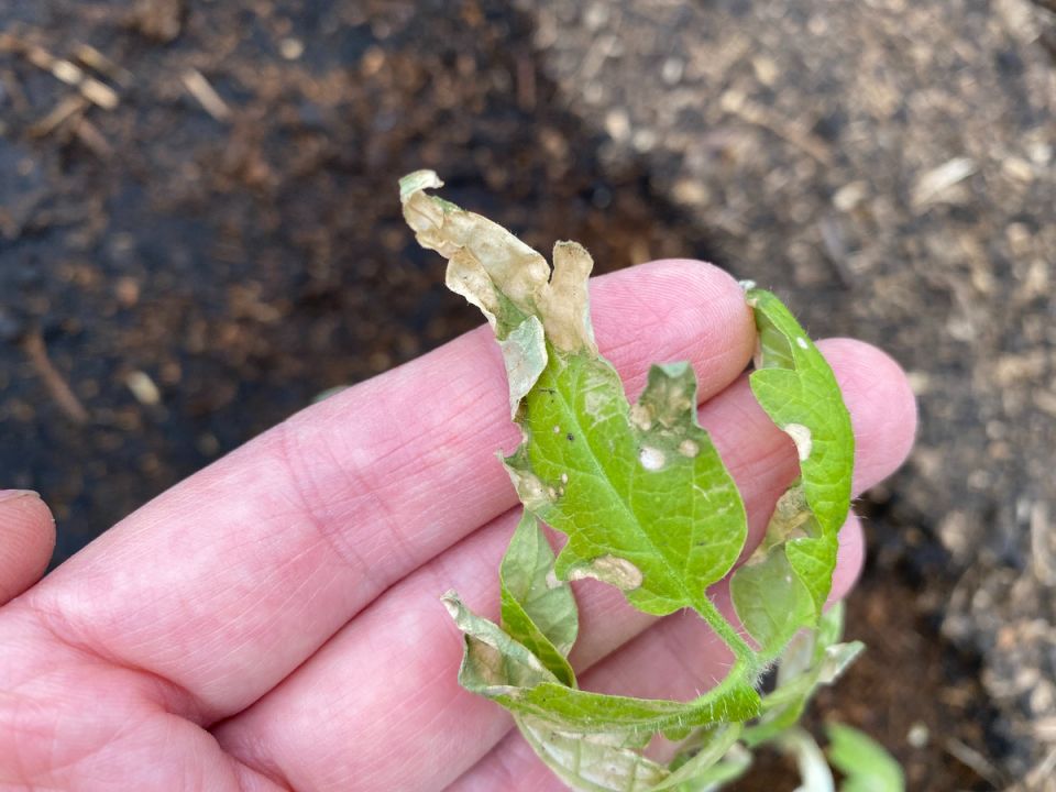 ��� �������� ���� ������� �� �������� �����������: ����������� ������