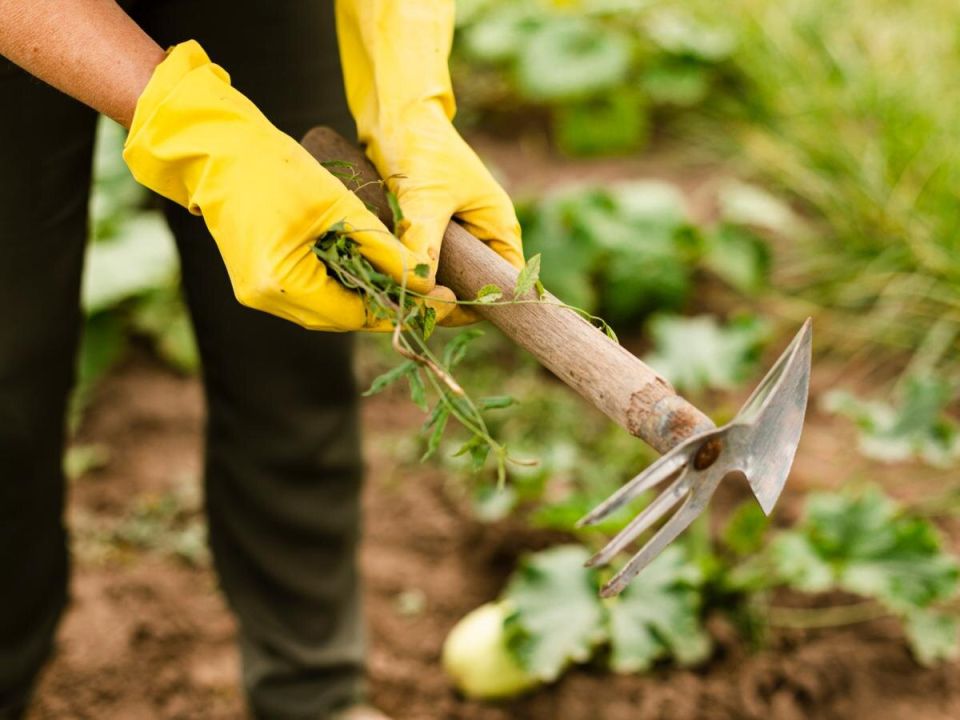 ������ ���������� ����: ��� �������� ������� �� �������� � ������� �����