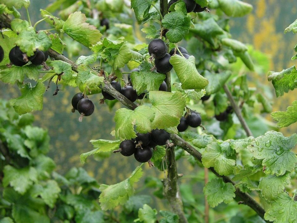 ��� ������� ������� �������� �����: ������ �� ���������