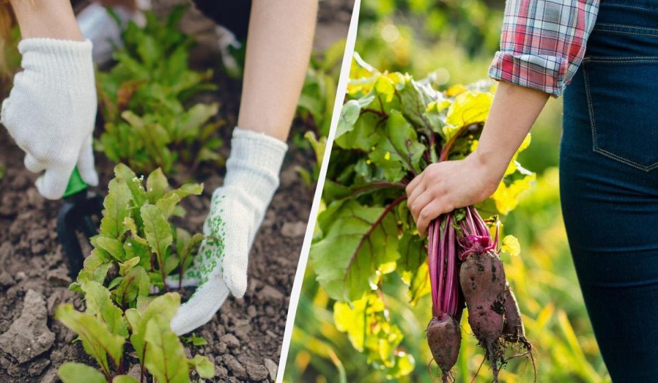 ��� ���� ������� ������� ������ �������: ������� ���������