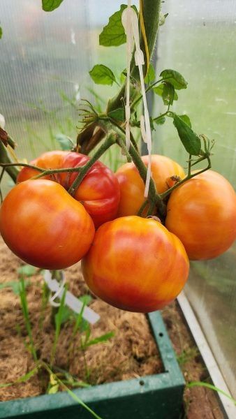 ����� ���� �����: ������ ������ � ������ ������ � ����� �������