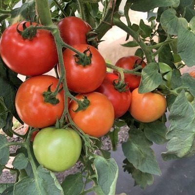 ����� ����: ������ ������ � ������������ � ���� � �������� ������