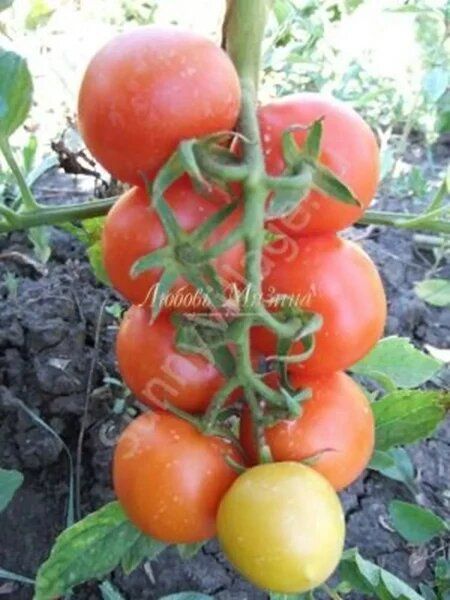 Томат Очарование: сладкие плоды для салатов и урожая на грядке