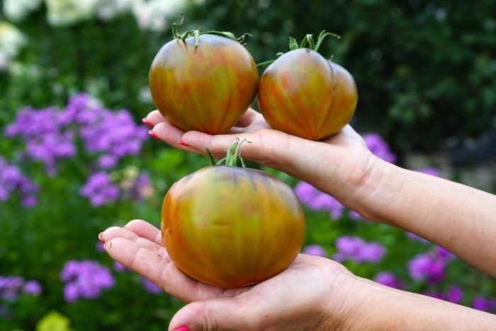 Томат Сладкое Трюфельное Сердце: необычный декор и сладость в одном вкусе