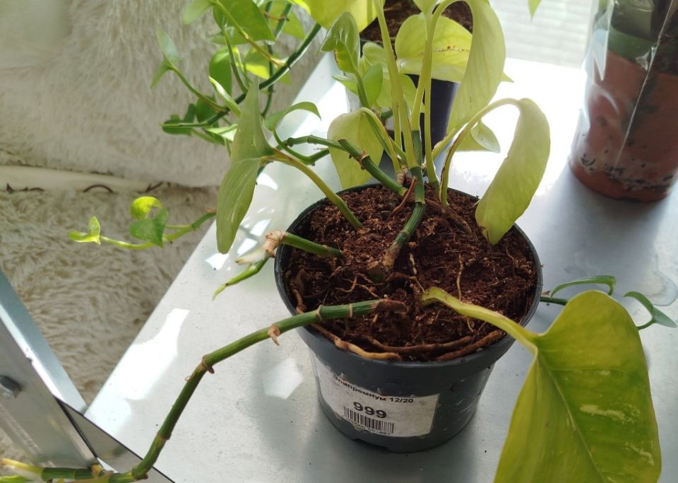 ��������� ����������: ��� ������� ���� � ��������� �� ����� ����������