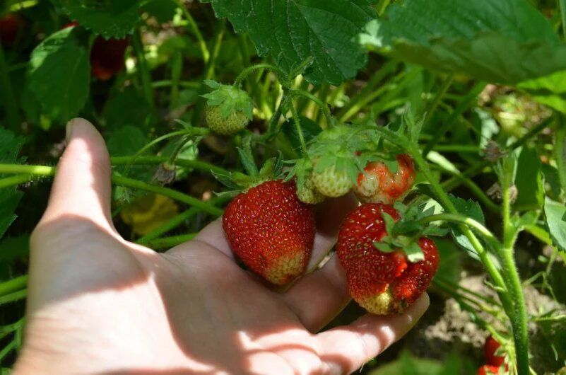 Как выбор сортов клубники превращает обычный сезон в урожайную ягодную копилку