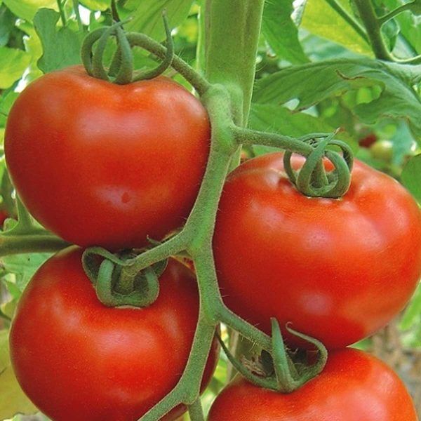 ����� ������: ������� ��������� ������ � ����������� ����������� �������