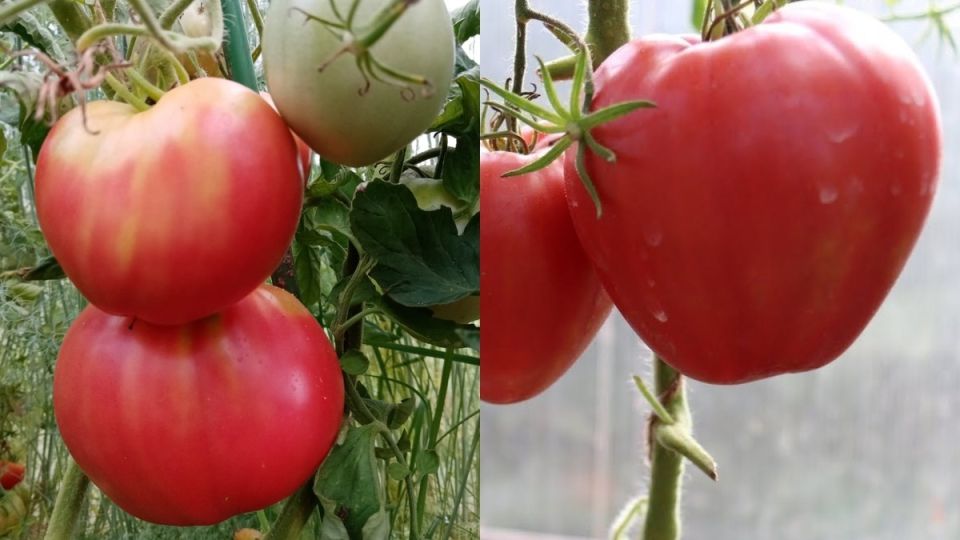 Томаты от разных поставщиков: неожиданный анализ, который вас удивит