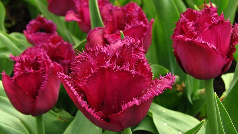 Тюльпан Анжелика: красота и символика весны