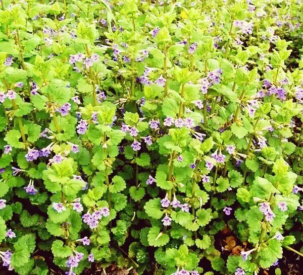 ����� �����������: ��� ��� ���������� ������������ ������ ����