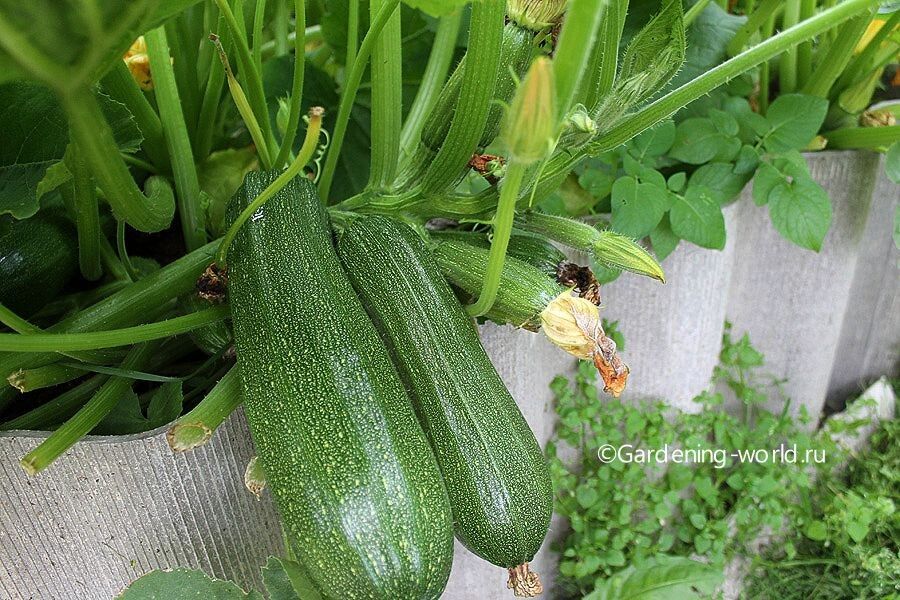 ��� ��������� ������ �������: ������� ��������� ������